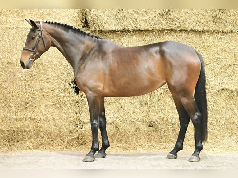 Anglo European Studbook Stute 5 Jahre 165 cm Brauner in Grefrath