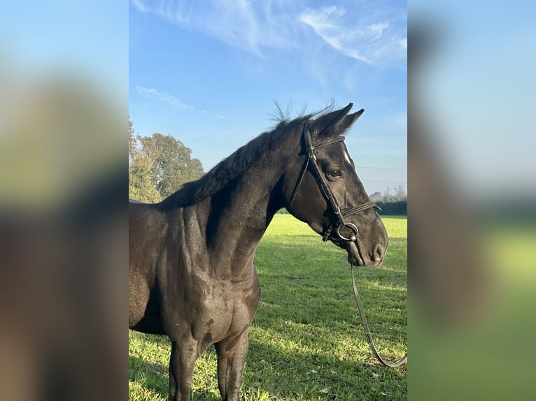 Anglo European Studbook Stute 5 Jahre 165 cm Rappe in Bocholt