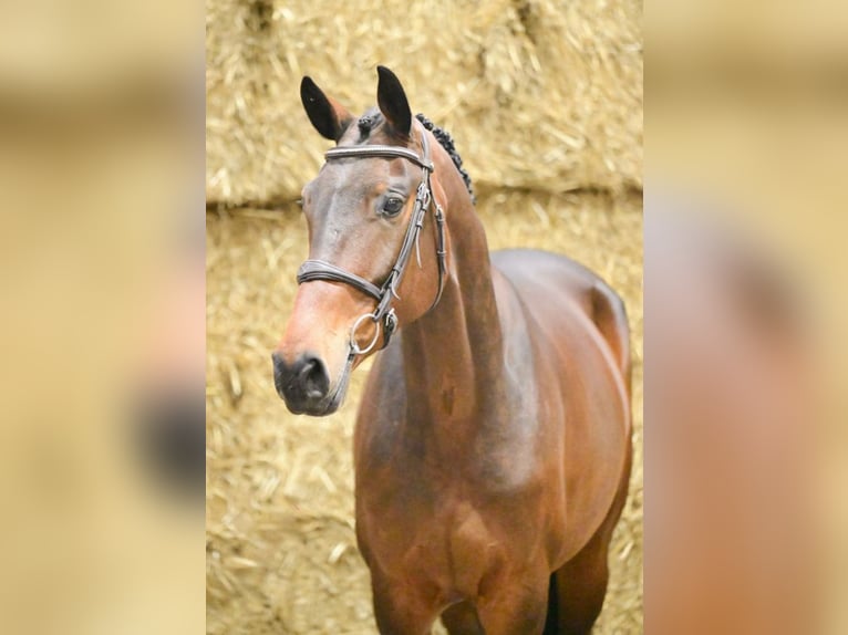 Anglo European Studbook Stute 5 Jahre 165 cm Schwarzbrauner in Bad D&#xFC;rrheim
