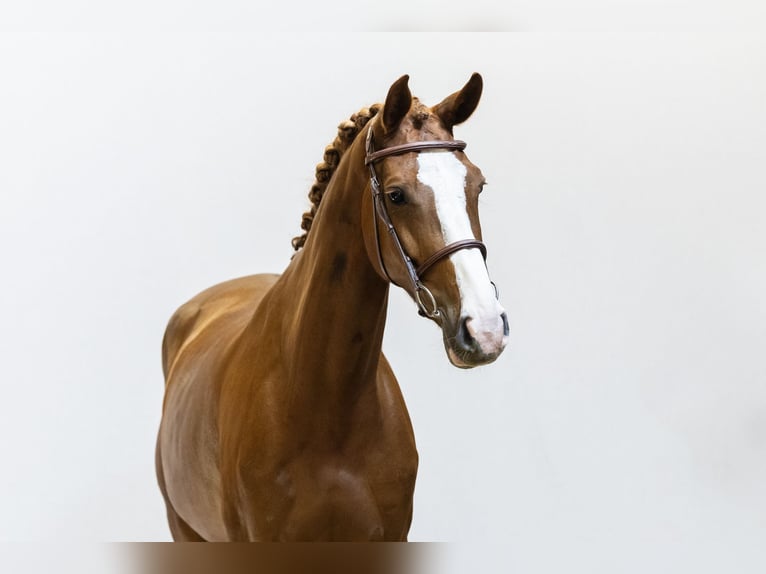 Anglo European Studbook Stute 5 Jahre 166 cm Fuchs in Waddinxveen