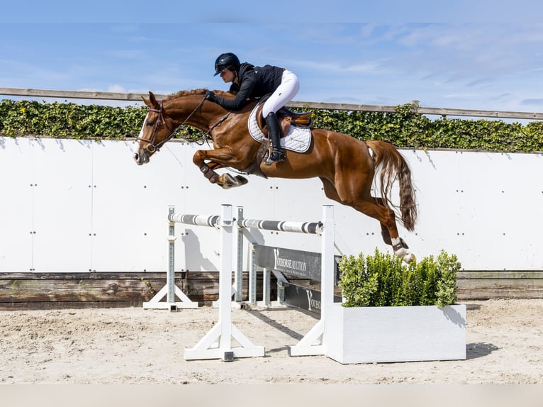 Anglo European Studbook Stute 5 Jahre 166 cm Fuchs in Waddinxveen