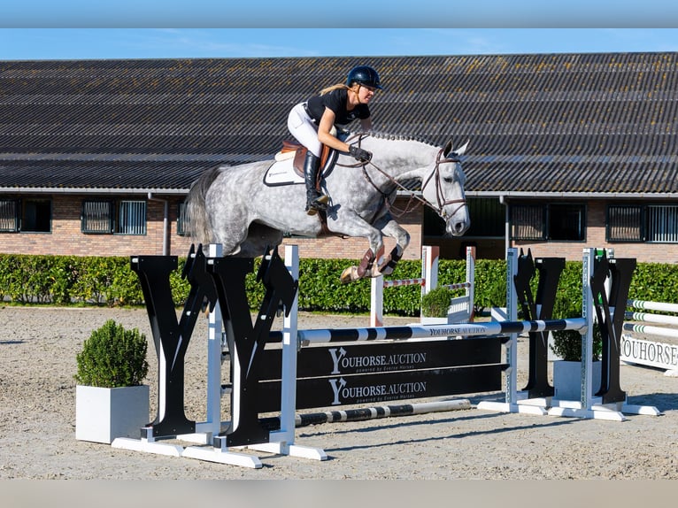 Anglo European Studbook Stute 5 Jahre 166 cm Schimmel in Waddinxveen