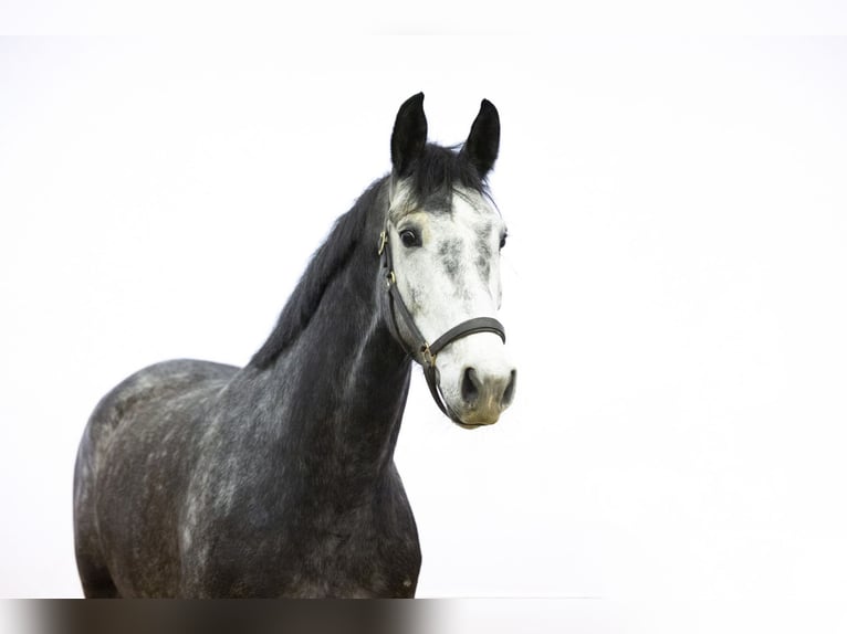 Anglo European Studbook Stute 5 Jahre 168 cm Grullo in Waddinxveen