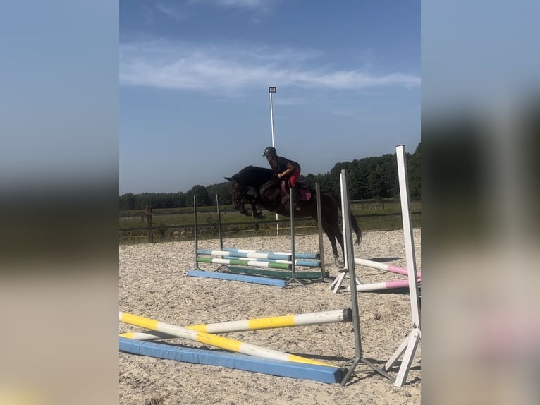 Anglo European Studbook Stute 5 Jahre 169 cm Dunkelbrauner in Drużbice