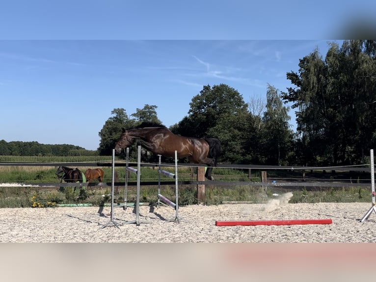 Anglo European Studbook Stute 5 Jahre 169 cm Dunkelbrauner in Drużbice