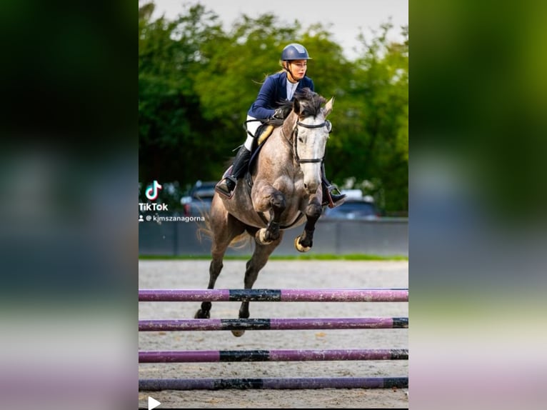 Anglo European Studbook Stute 5 Jahre 169 cm Schimmel in Mszana G&#xF3;rna