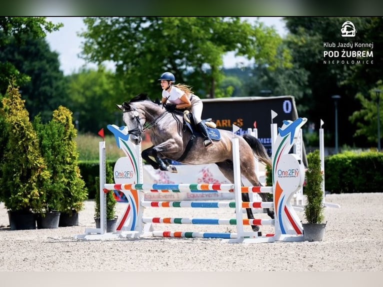 Anglo European Studbook Stute 5 Jahre 169 cm Schimmel in Mszana G&#xF3;rna