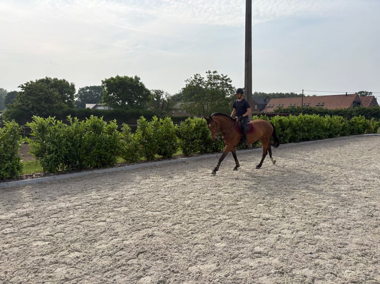 Anglo European Studbook Stute 5 Jahre 170 cm Brauner in Eksel