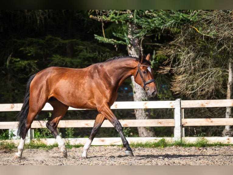 Anglo European Studbook Stute 5 Jahre 170 cm Brauner in Kołobrzeg