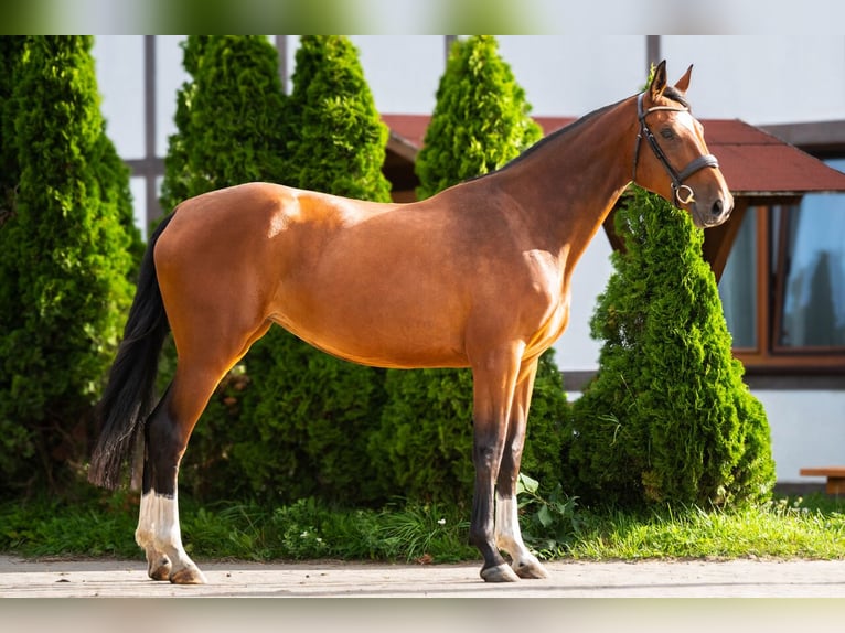 Anglo European Studbook Stute 5 Jahre 170 cm Brauner in Kołobrzeg