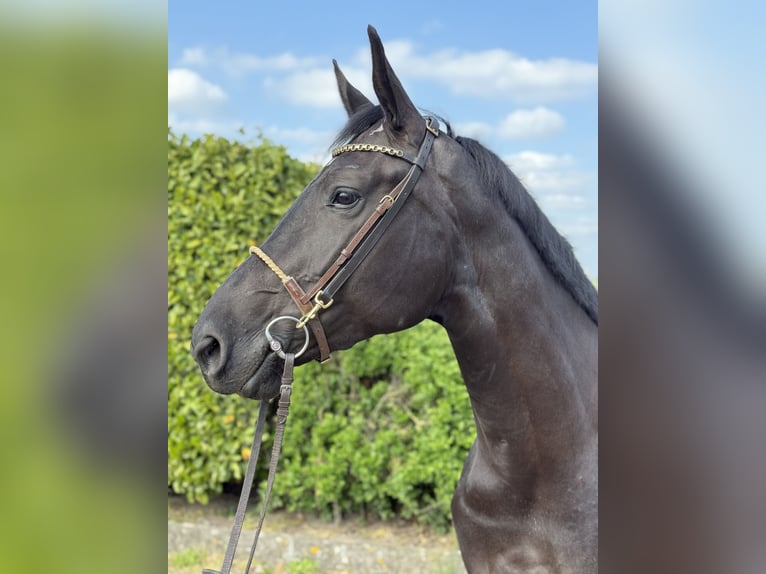 Anglo European Studbook Stute 5 Jahre 170 cm Rappe in Oud Gastel