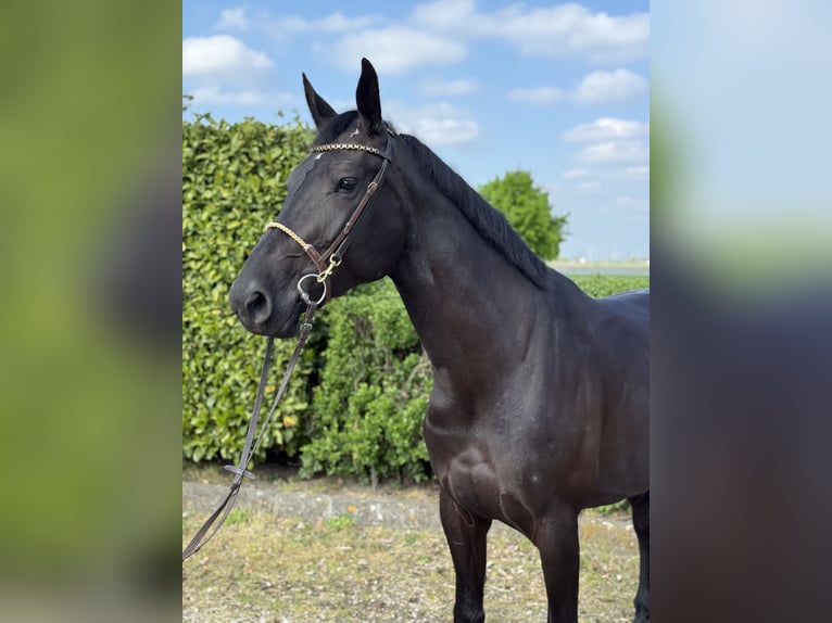 Anglo European Studbook Stute 5 Jahre 170 cm Rappe in Oud Gastel