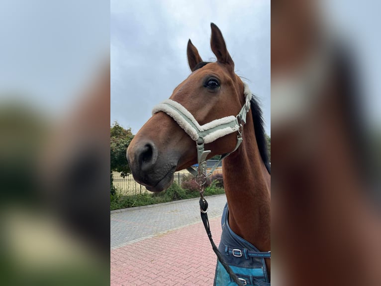 Anglo European Studbook Stute 5 Jahre 170 cm Rotbrauner in Wojnarowice, Dolnośląskie