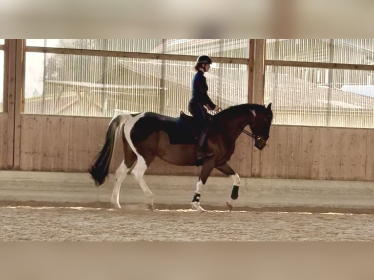 Anglo European Studbook Stute 5 Jahre 170 cm Schecke in Belp
