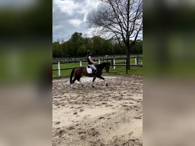 Anglo European Studbook Stute 6 Jahre 158 cm Brauner in Hamm