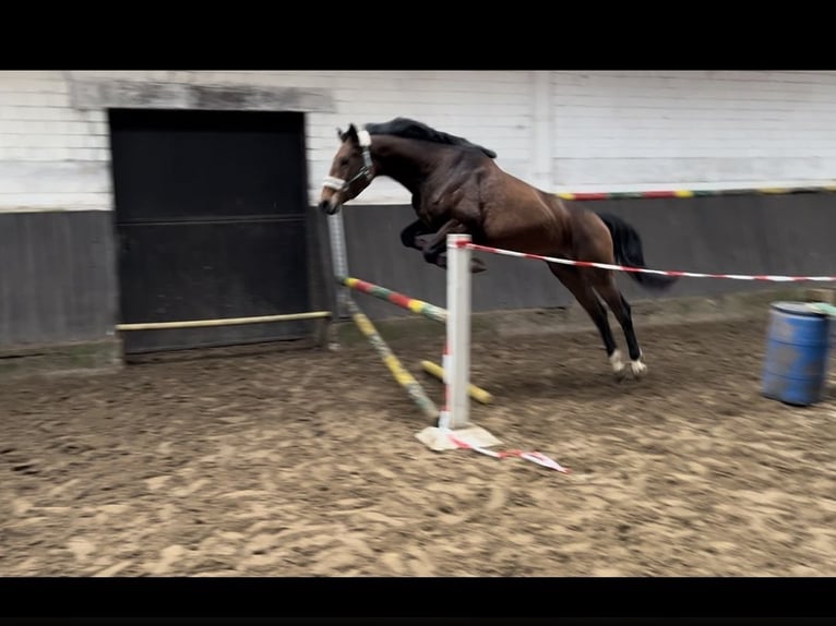 Anglo European Studbook Stute 6 Jahre 158 cm Brauner in Hamm