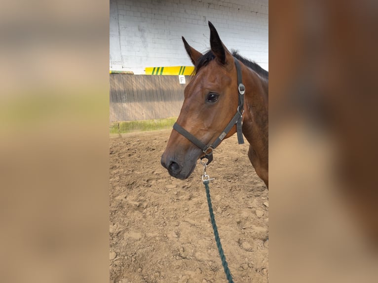 Anglo European Studbook Stute 6 Jahre 158 cm Brauner in Hamm
