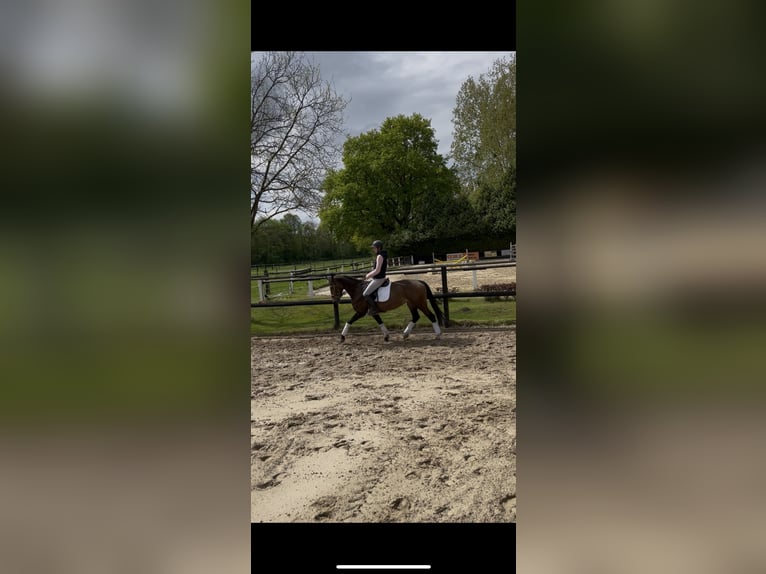 Anglo European Studbook Stute 6 Jahre 158 cm Brauner in Hamm
