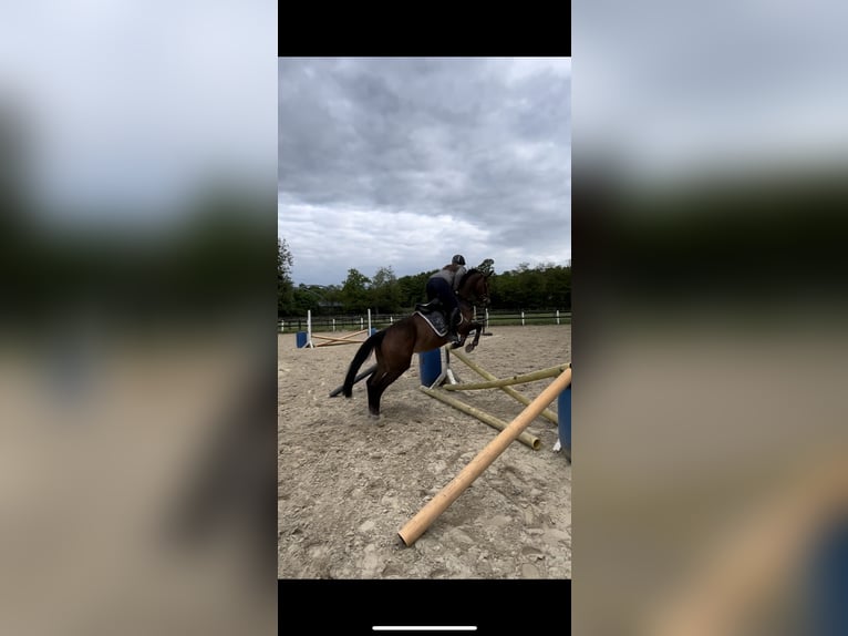 Anglo European Studbook Stute 6 Jahre 158 cm Brauner in Hamm