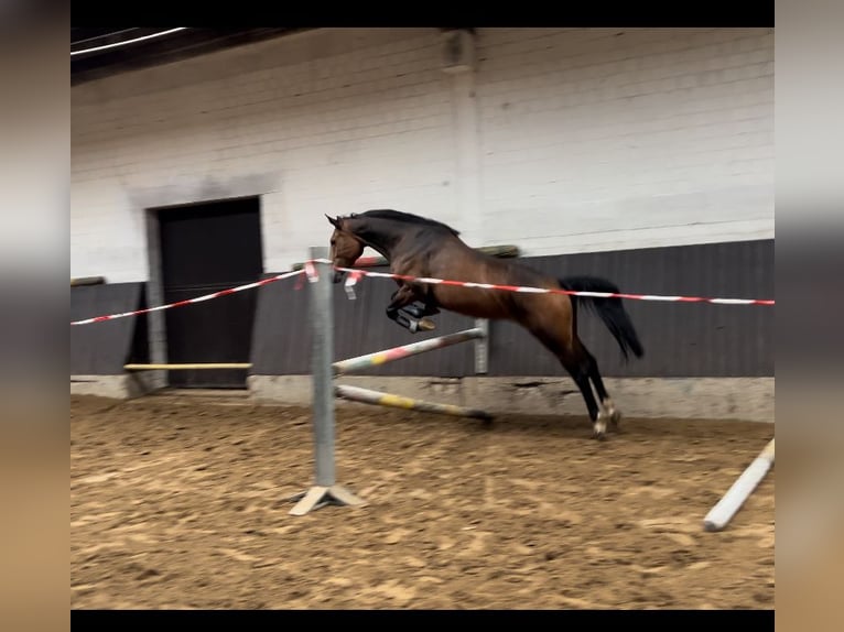 Anglo European Studbook Stute 6 Jahre 158 cm Brauner in Hamm