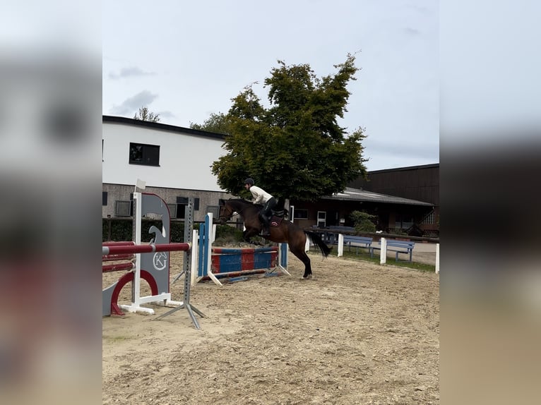 Anglo European Studbook Stute 6 Jahre 158 cm Brauner in Hamm