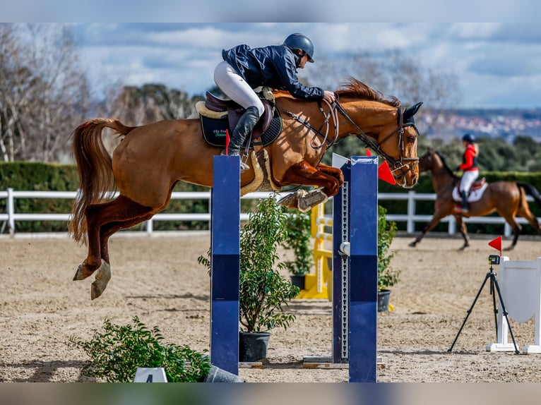 Anglo European Studbook Stute 6 Jahre 163 cm Fuchs in Boadilla Del Monte