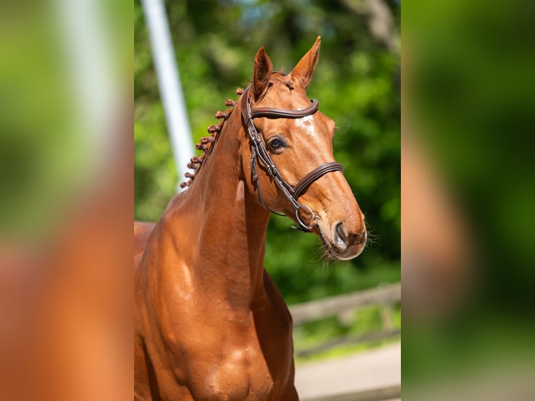 Anglo European Studbook Stute 6 Jahre 165 cm Fuchs in Grote-Brogel