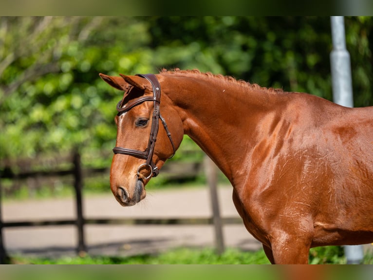 Anglo European Studbook Stute 6 Jahre 165 cm Fuchs in Grote-Brogel