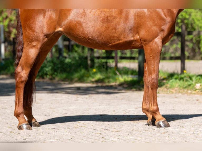 Anglo European Studbook Stute 6 Jahre 165 cm Fuchs in Grote-Brogel