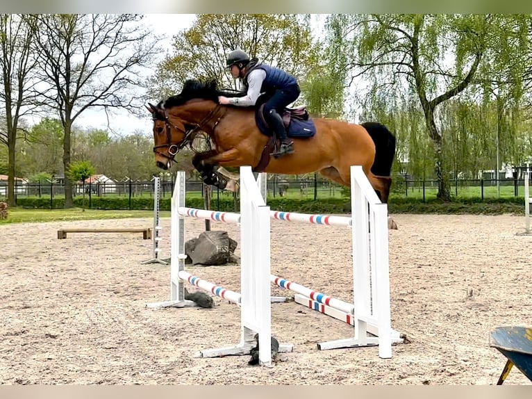 Anglo European Studbook Stute 6 Jahre 165 cm Hellbrauner in Eindhoven