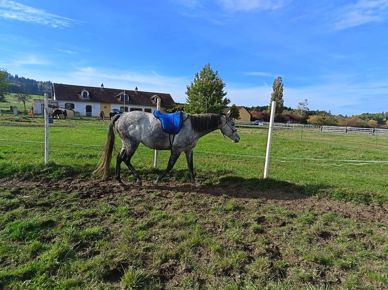 Anglo European Studbook Stute 6 Jahre 168 cm Falbe in Jankov