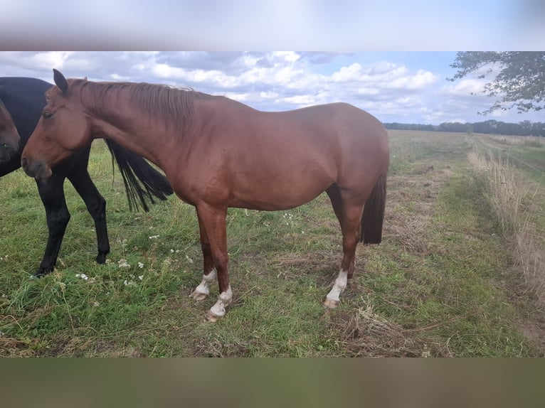 Anglo European Studbook Stute 6 Jahre 168 cm Fuchs in Wutzenz