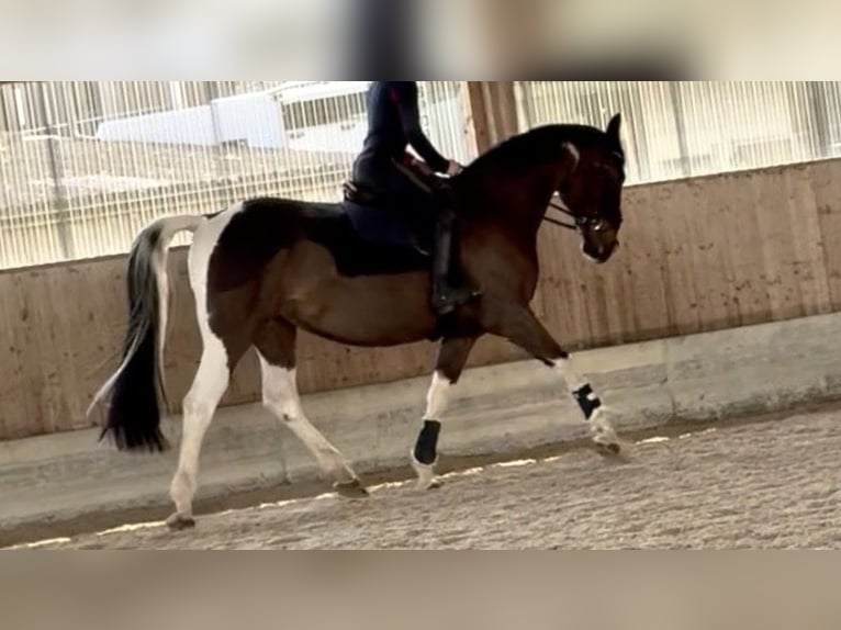 Anglo European Studbook Stute 6 Jahre 169 cm Schecke in Belp