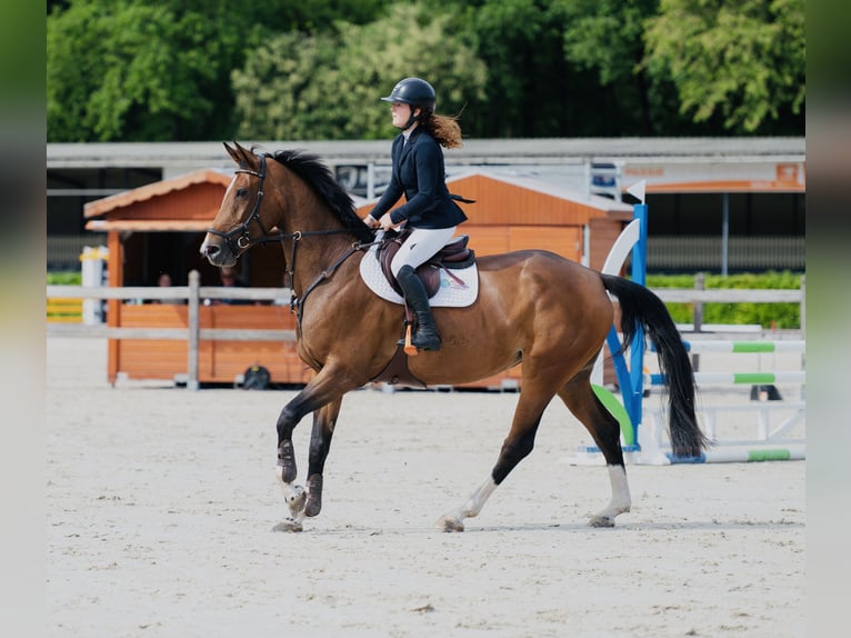 Anglo European Studbook Stute 6 Jahre 170 cm Brauner in Emst