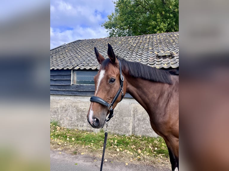 Anglo European Studbook Stute 6 Jahre 170 cm Brauner in Emst