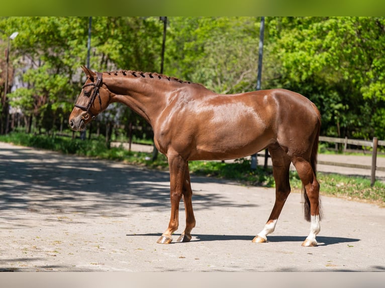 Anglo European Studbook Stute 6 Jahre 170 cm Fuchs in Grote-Brogel