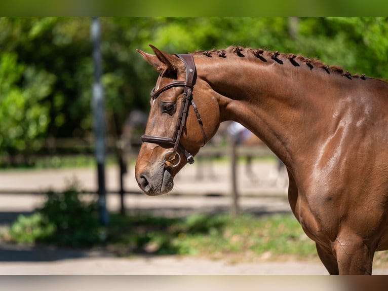 Anglo European Studbook Stute 6 Jahre 170 cm Fuchs in Grote-Brogel