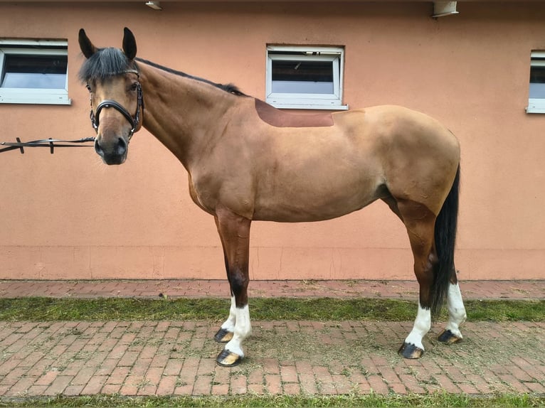 Anglo European Studbook Stute 6 Jahre 173 cm Brauner in Olsza