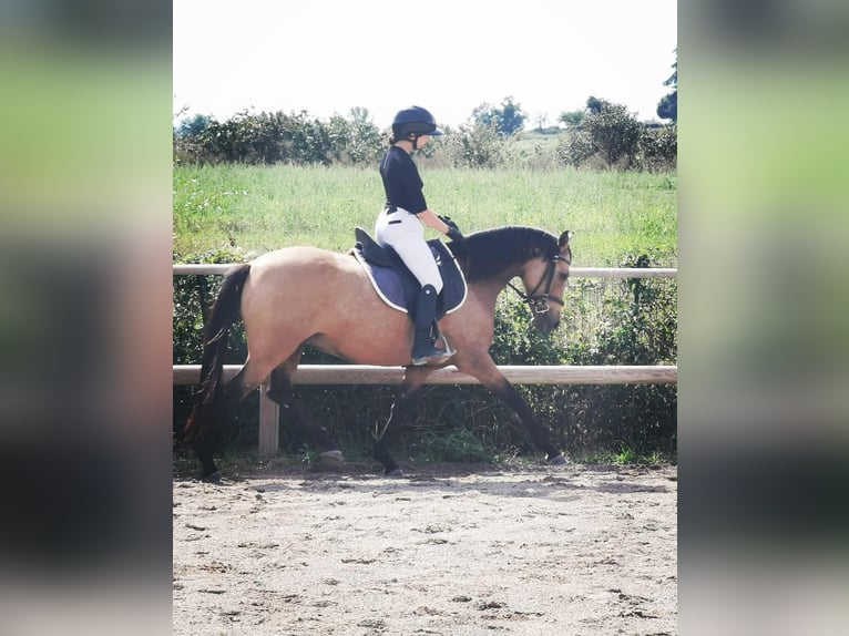 Anglo European Studbook Stute 7 Jahre 148 cm Falbe in Forcalquier