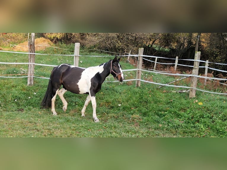 Anglo European Studbook Stute 7 Jahre 157 cm Schecke in Saint-frejoux