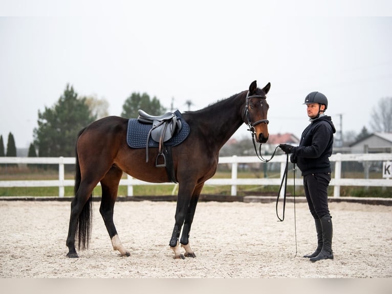 Anglo European Studbook Stute 7 Jahre 160 cm Dunkelbrauner in Szynkielów