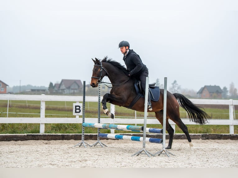 Anglo European Studbook Stute 7 Jahre 160 cm Dunkelbrauner in Szynkielów