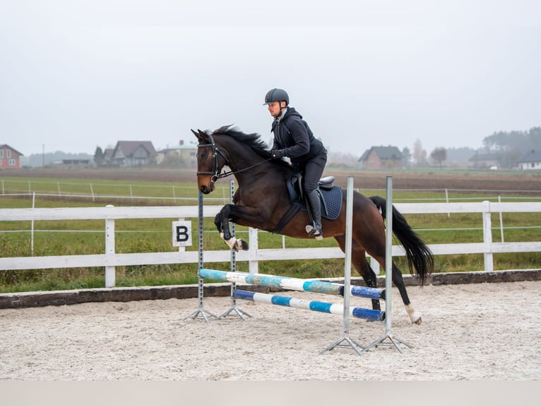 Anglo European Studbook Stute 7 Jahre 160 cm Dunkelbrauner in Szynkielów