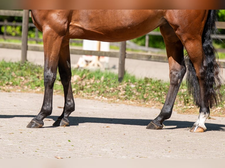 Anglo European Studbook Stute 7 Jahre 161 cm Brauner in Grote-Brogel