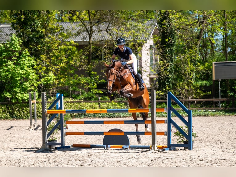Anglo European Studbook Stute 7 Jahre 161 cm Brauner in Grote-Brogel