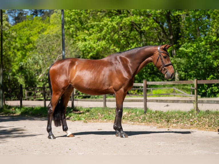 Anglo European Studbook Stute 7 Jahre 161 cm Brauner in Grote-Brogel