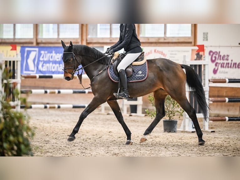 Anglo European Studbook Stute 7 Jahre 162 cm Brauner in Gossau SG