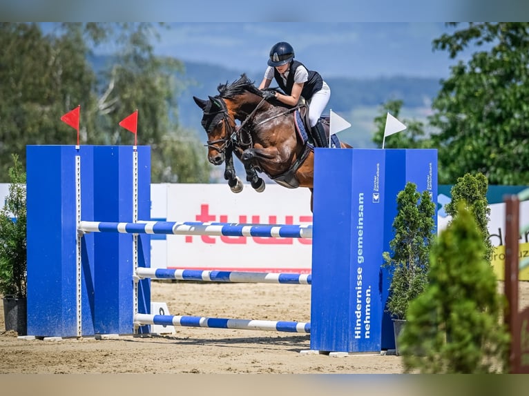 Anglo European Studbook Stute 7 Jahre 163 cm Brauner in Gossau SG 2