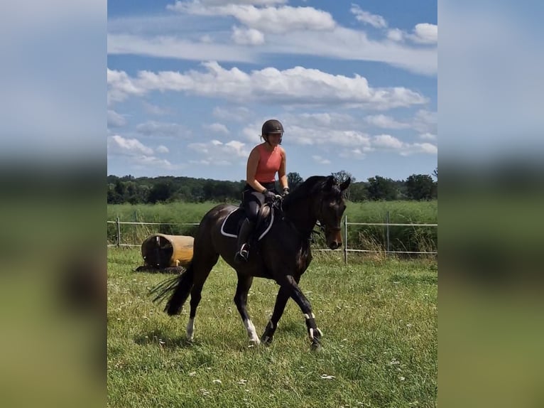 Anglo European Studbook Stute 7 Jahre 163 cm Dunkelbrauner in Darmstadt