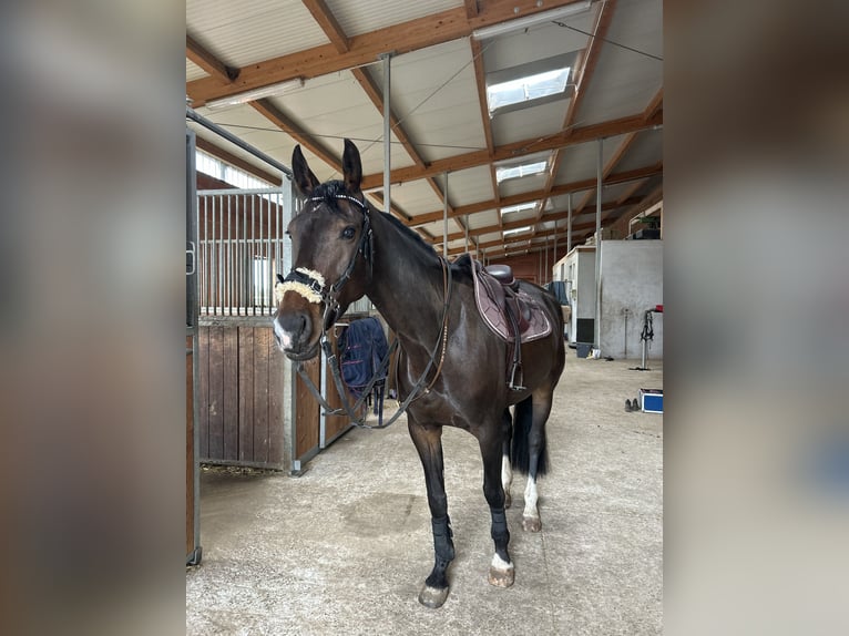 Anglo European Studbook Stute 7 Jahre 163 cm Dunkelbrauner in Darmstadt